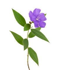 Malabar melastome flowers with leaves, Tropical purple flower isolated on white background