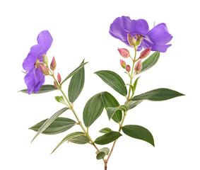 Malabar melastome flowers with leaves, Tropical purple flower isolated on white background