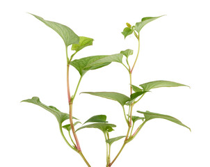 Obraz premium Fish mint (Houttuynia cordata), Fish leaf with flower isolated on white background, with clipping path