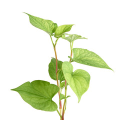 Obraz premium Fish mint (Houttuynia cordata), Fish leaf with flower isolated on white background, with clipping path