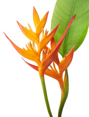 Heliconia psittacorum flower, Tropical orange flower isolated on white background, with clipping path  