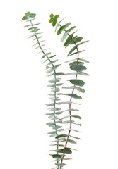 Eucalyptus pulverulenta, Florist Silver Dollar, Baby blue Eucalyptus branches isolated on white background, with clipping path