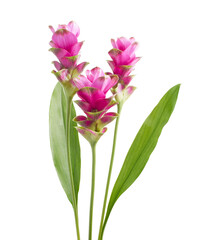 Siam tulip flower with leaves, Pink tropical flower isolated on white background with clipping path  