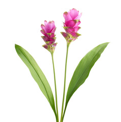 Siam tulip flower with leaves, Pink tropical flower isolated on white background with clipping path  