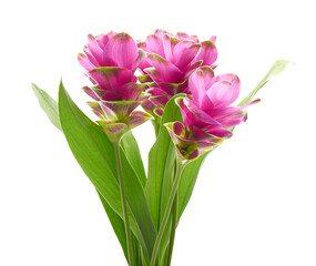 Siam tulip flower with leaves, Pink tropical flower isolated on white background with clipping path  