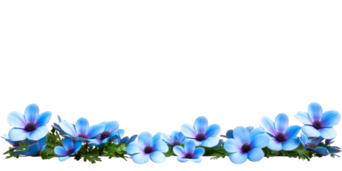 Cluster of delicate blue anemone flowers with lush green foliage on a white background