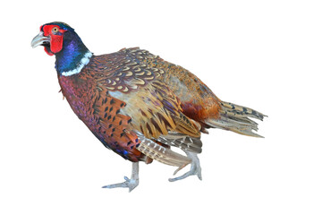 pheasant isolated on white
