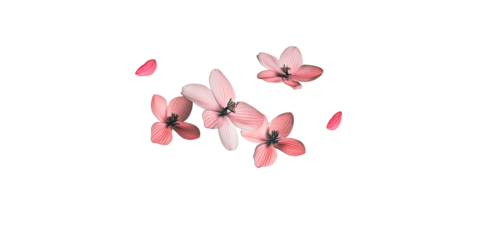 Pink flower petals and blossoms floating on transparent background