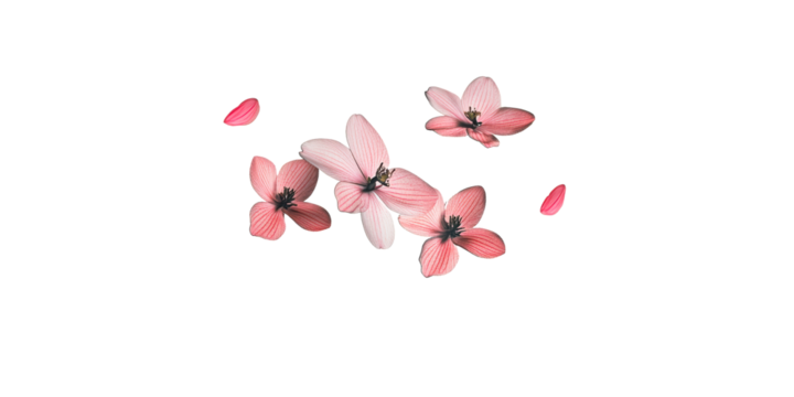 Pink flower petals and blossoms floating on transparent background - Powered by Adobe