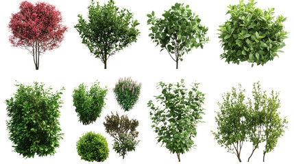 Various decorative green shrubs and small bushes isolated on white background
