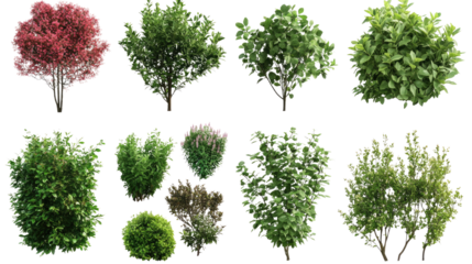 Various decorative green shrubs and small bushes isolated on white background
