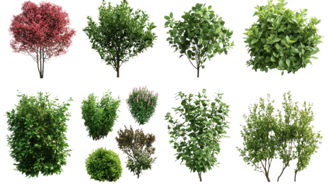 Various decorative green shrubs and small bushes isolated on white background
