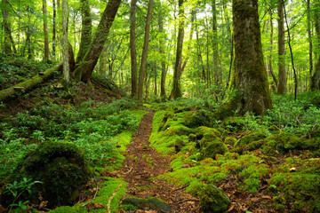 富士の樹海のウォーキングトレイル