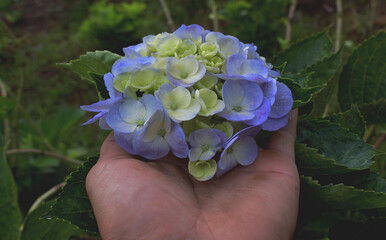 Hydrangea flower, hand holding hydrangea flower