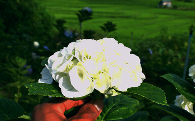 Hydrangea flower, hand holding hydrangea flower
