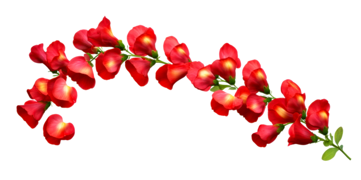Red Pea Flowers with Green Stems Branching Curve