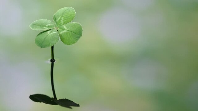 四つ葉」の写真素材 | 66,816件の無料イラスト画像 | Adobe Stock