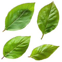 Obraz premium Close-up of four vibrant green leaves, arranged in a symmetrical pattern on a black background. Each leaf displays intricate venation and a smooth, glossy texture