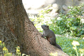 Close-up of a squirrel waiting for an opportunity under a tree
