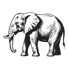 majestic elephant head vector sketch in black and white detailed drawing for wildlife conservation themed layouts