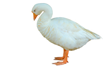 Domestic Goose PNG [Anser anser domesticus]. Farm Waterfowl Isolated for Agriculture, Poultry, and Wildlife Designs