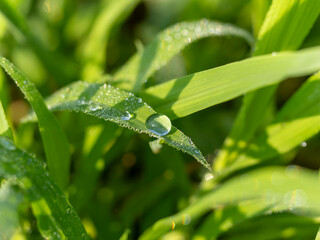 葉に付いた水滴のクローズアップ