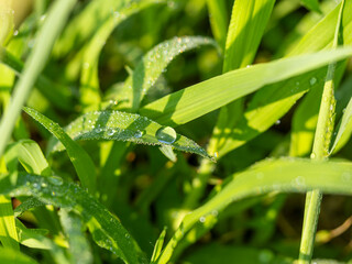 葉に付いた水滴のクローズアップ