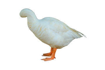 Domestic Goose PNG [Anser anser domesticus]. Farm Waterfowl Isolated for Agriculture, Poultry, and Wildlife Designs