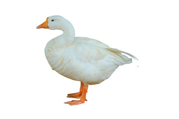 Domestic Goose PNG [Anser anser domesticus]. Farm Waterfowl Isolated for Agriculture, Poultry, and Wildlife Designs