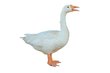 Domestic Goose PNG [Anser anser domesticus]. Farm Waterfowl Isolated for Agriculture, Poultry, and Wildlife Designs