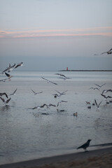 A flock of seagulls flies and rests over the tranquil sea, with a soft horizon and subtle light on a calm, overcast day.