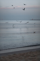Seagulls fly and rest over the calm surface of the sea at sunset or sunrise, with a distant red lighthouse visible on the horizon.
