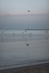 Seagulls fly and rest over the calm surface of the sea at sunset or sunrise, with a distant red lighthouse visible on the horizon.
