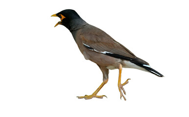 Common Myna Bird PNG [Acridotheres tristis]. Bright-Eyed Urban Songbird Isolated for Wildlife, Birdwatching, and Nature-Inspired Designs