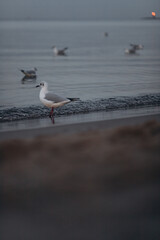 A lone seagull standing in the shallow water on a gray, tranquil beach at sunset. The image captures a moody and peaceful coastal scene with a focus on the wildlife.