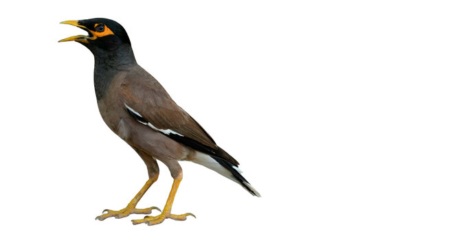 Common Myna Bird PNG [Acridotheres tristis]. Bright-Eyed Urban Songbird Isolated for Wildlife, Birdwatching, and Nature-Inspired Designs