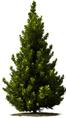 Compact Green Bush with Textured Ground and Sunlight Accents