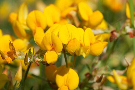 Closeup on bright and rich yellow flowering birdsfoot deervetch or trefoil, Lotus corniculatus