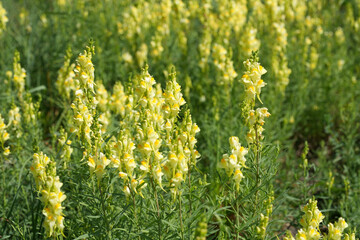 Closeup on a field with rich flowering common yellow toadflax, Linaria vulgaris