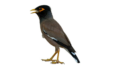 Common Myna Bird PNG [Acridotheres tristis]. Bright-Eyed Urban Songbird Isolated for Wildlife, Birdwatching, and Nature-Inspired Designs