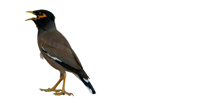 Common Myna Bird PNG [Acridotheres tristis]. Bright-Eyed Urban Songbird Isolated for Wildlife, Birdwatching, and Nature-Inspired Designs