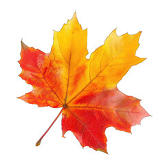 Fototapeta premium Autumn maple leaf, vibrant colors