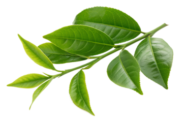 An abstract image of a swirling vortex of vibrant paint and light, capturing a sense of dynamic motion and cosmic energy
motion, energy