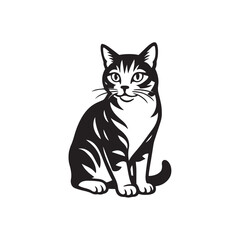 black cat with white background