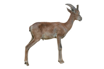 Mouflon Sheep Male PNG [Ovis orientalis orientalis]. Wild Mountain Sheep Isolated for Wildlife, Education, and Nature-Themed Designs