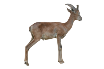 Mouflon Sheep Male PNG [Ovis orientalis orientalis]. Wild Mountain Sheep Isolated for Wildlife, Education, and Nature-Themed Designs