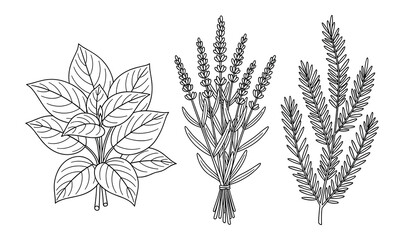 Line art drawing of culinary herbs. Includes basil, lavender, and rosemary illustrations. Vector illustration.