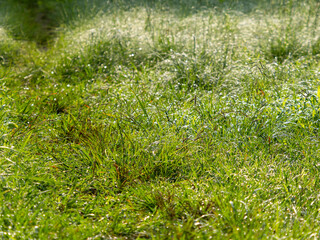 水滴が輝く野原の風景