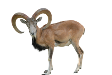 Mouflon Sheep Male PNG [Ovis orientalis orientalis]. Wild Mountain Sheep Isolated for Wildlife, Education, and Nature-Themed Designs