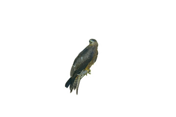 Black Kite Bird of Prey PNG [Milvus migrans]. Majestic Raptor Isolated for Wildlife, Nature, and Ornithology Designs